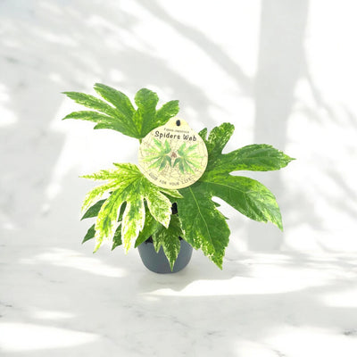 Fatsia japonica variegata decorativa