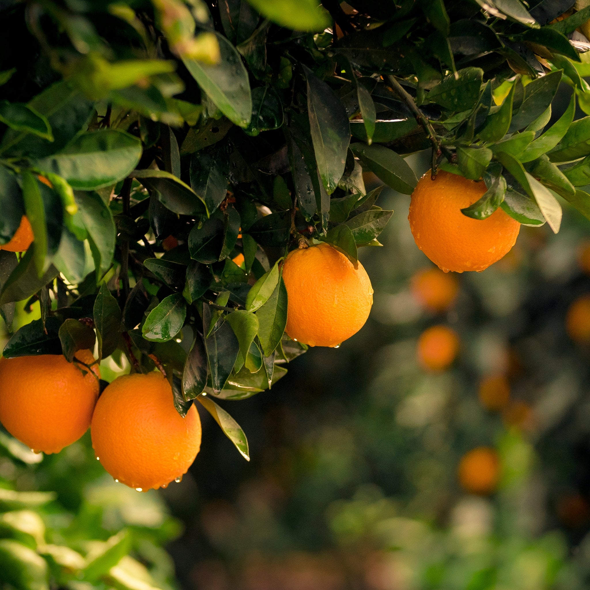 Arancio Calabrese Citrus sinensis con arance mature e fogliame verde lucido