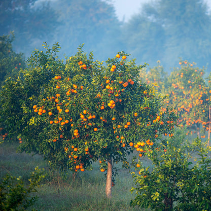 Albero di arancio Calabrese