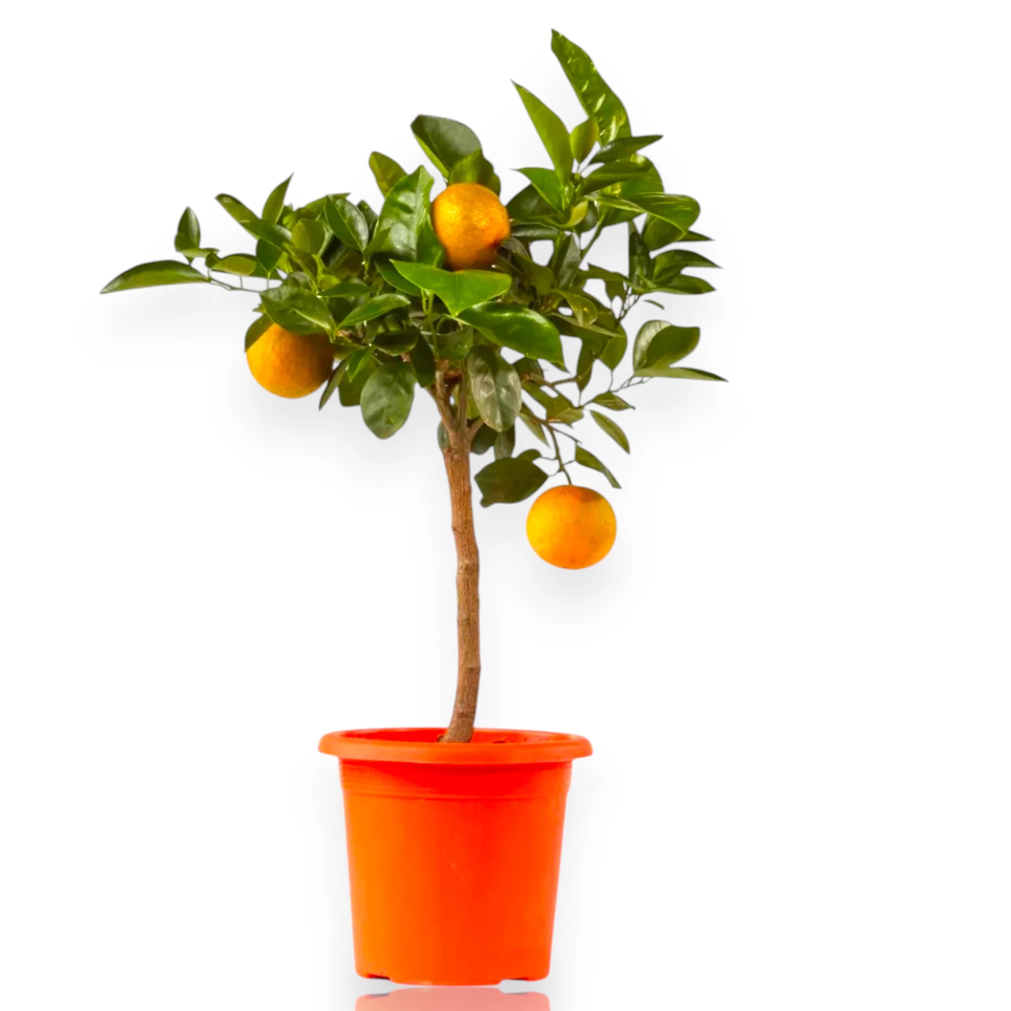 Alberello di arancio dolce coltivato in vaso con agrumi decorativi maturi