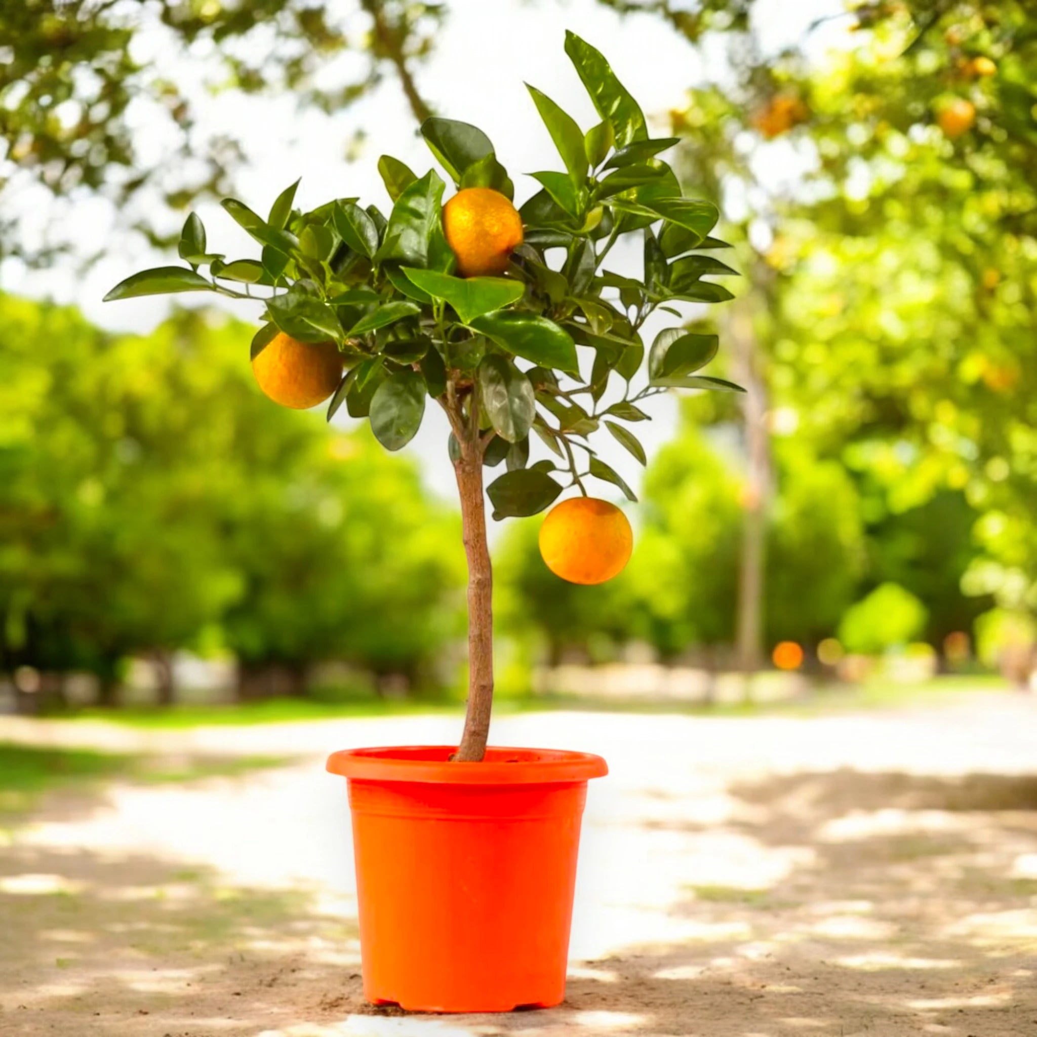 Pianta di Citrus sinensis con arance mature