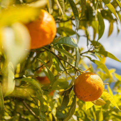 Primo piano di frutti di arancio Navelina