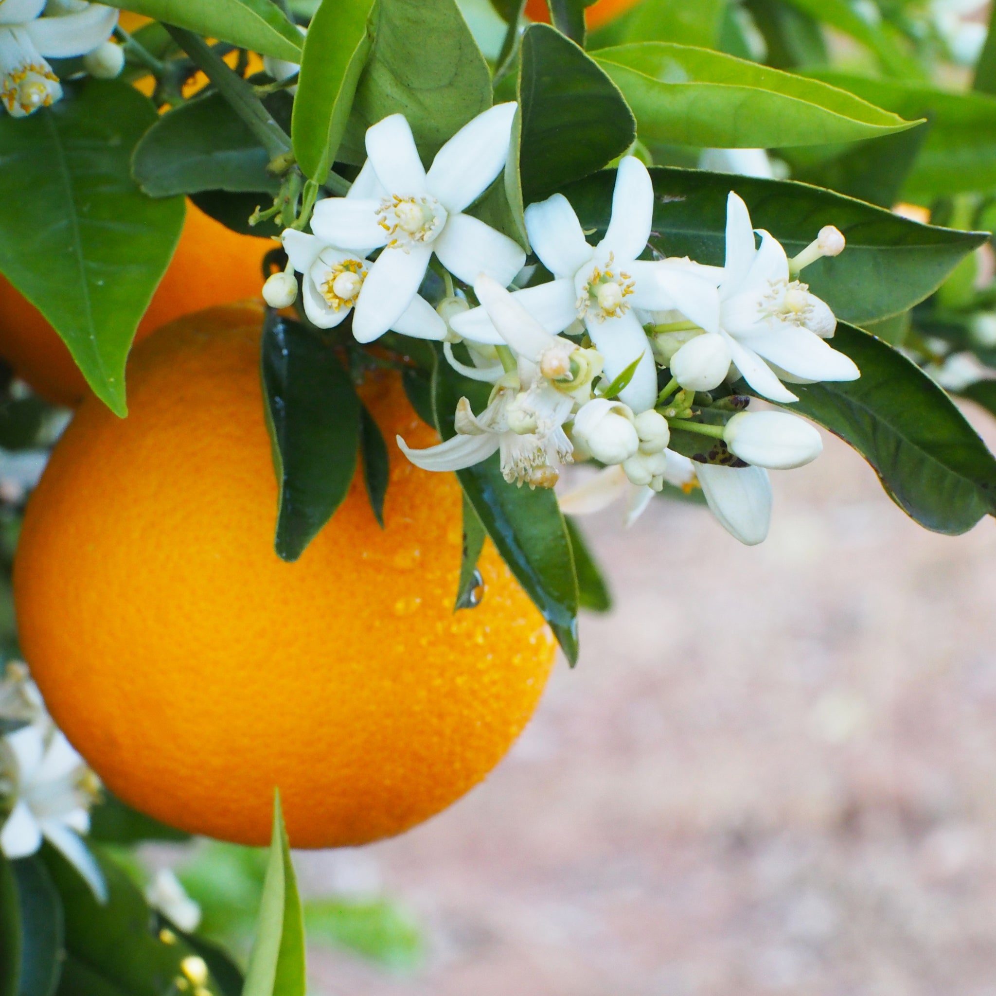 Dettaglio ravvicinato di arance Navelina su pianta ornamentale con foglie verdi lucide e fiori