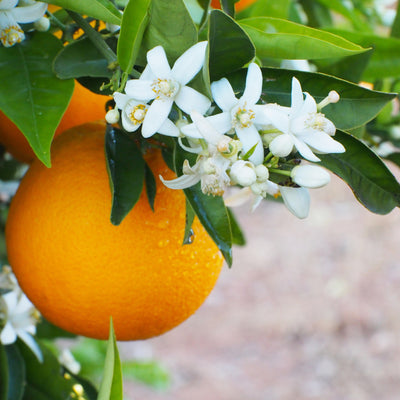 Dettaglio ravvicinato di arance Navelina su pianta ornamentale con foglie verdi lucide e fiori