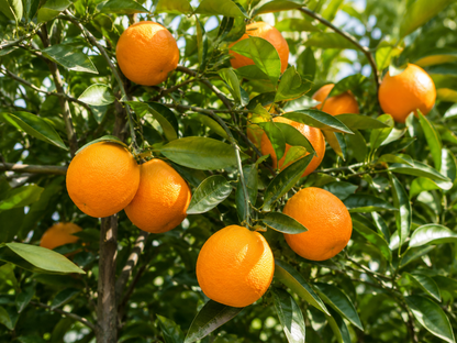 Primo piano di frutti di arancio Valencia con scorza arancione intensa illuminata dal sole