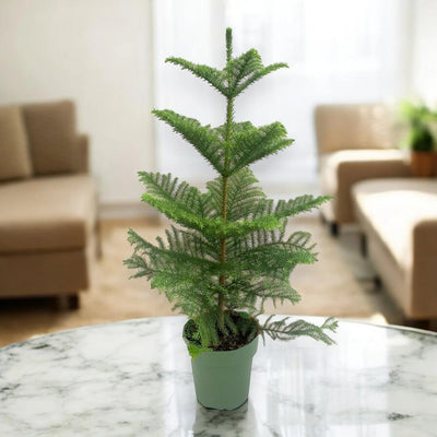 Araucaria