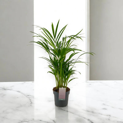 Areca - Dypsis lutescens