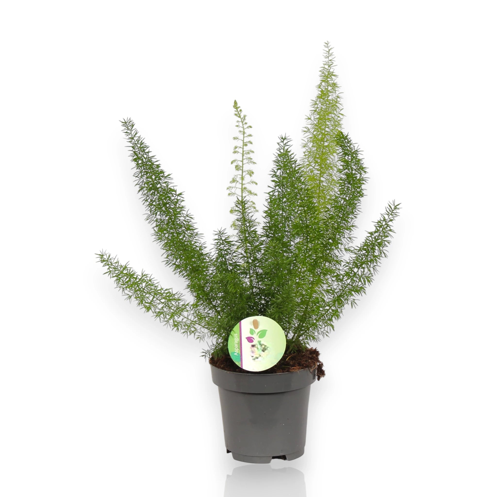 Asparagus densiflorus 'Myers' sfondo bianco