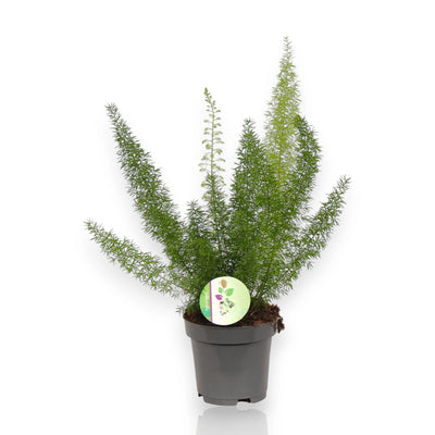 Asparagus densiflorus 'Myers' sfondo bianco