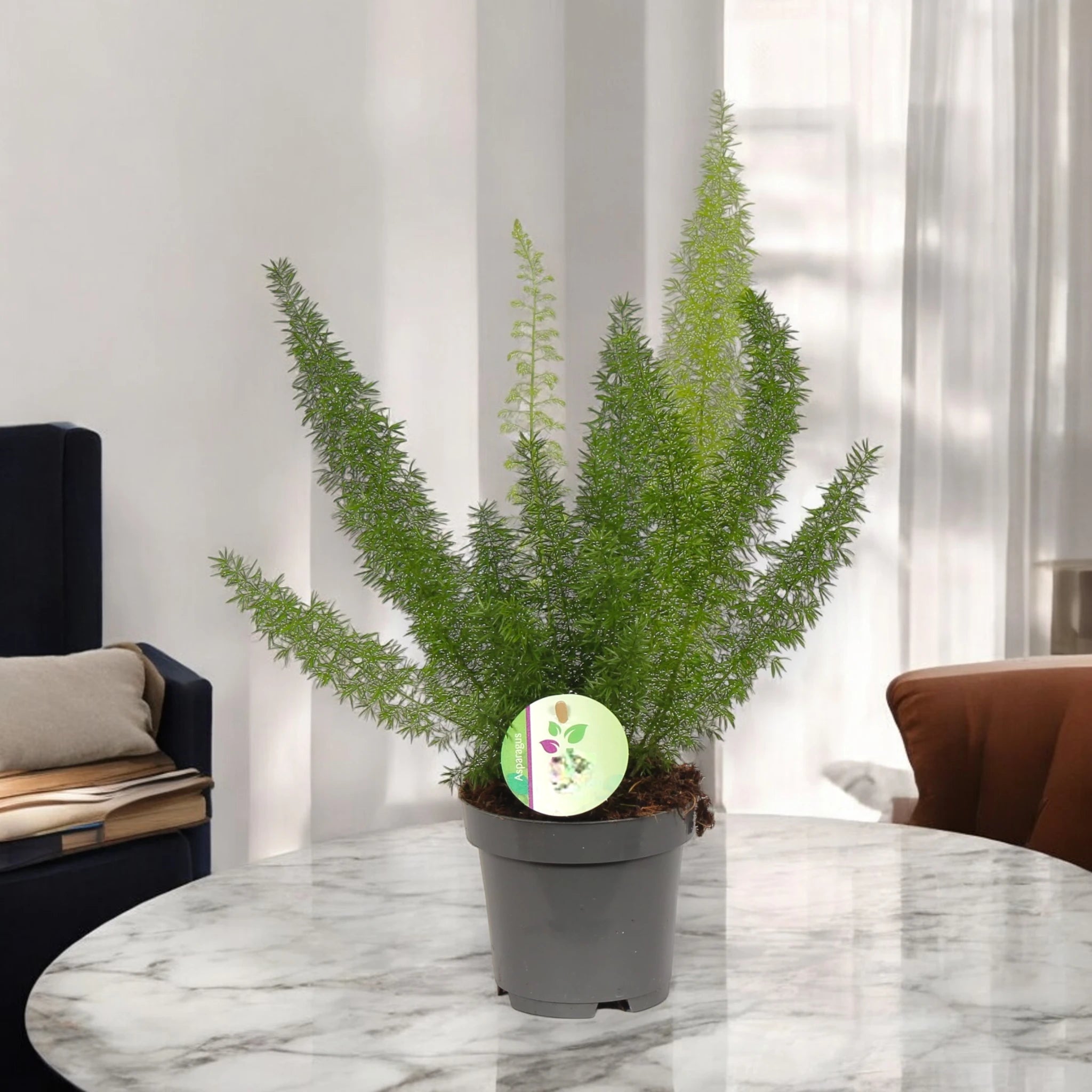 Asparagus densiflorus Myers in sala