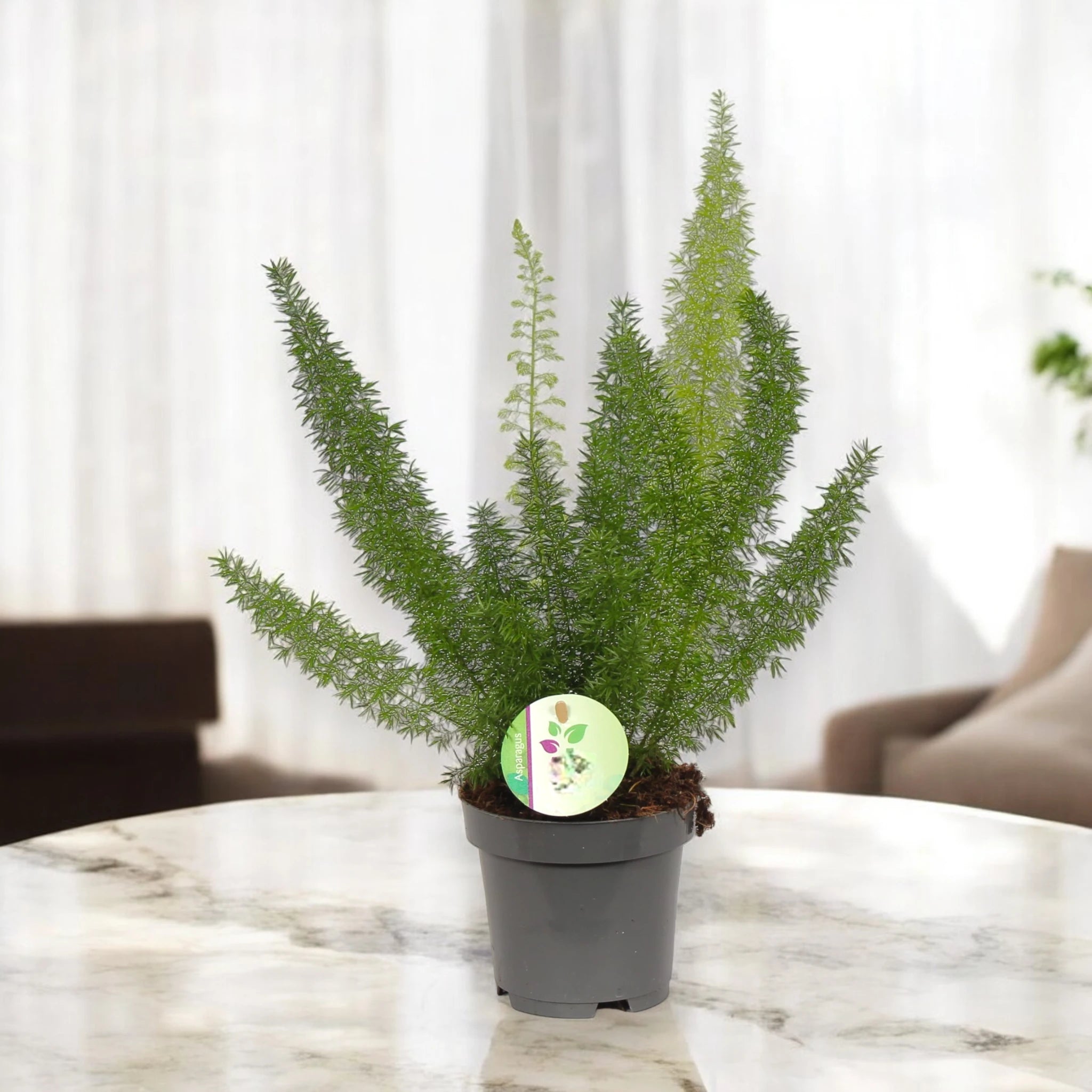 Asparagus densiflorus 'Myers' luce naturale