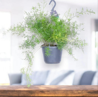 Asparagus densiflorus 'Sprengeri'