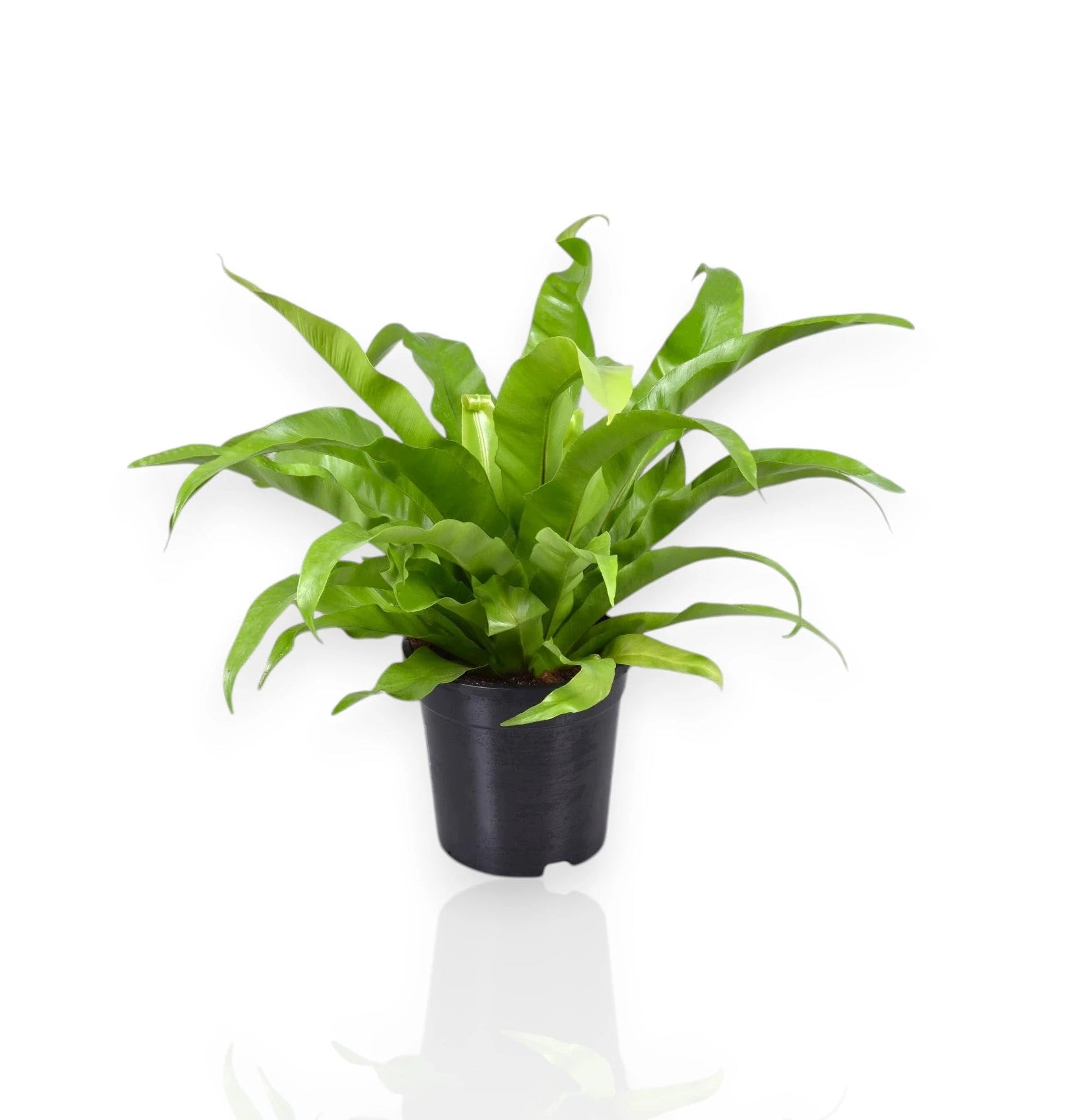 Asplenium antiquum