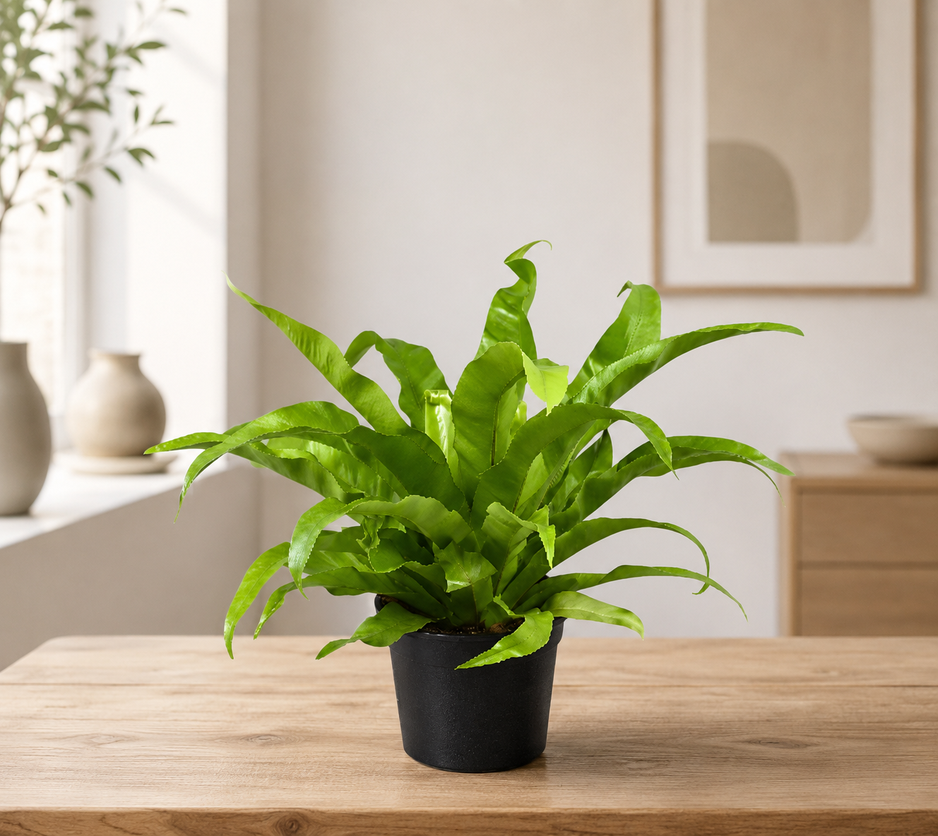 Asplenium antiquum