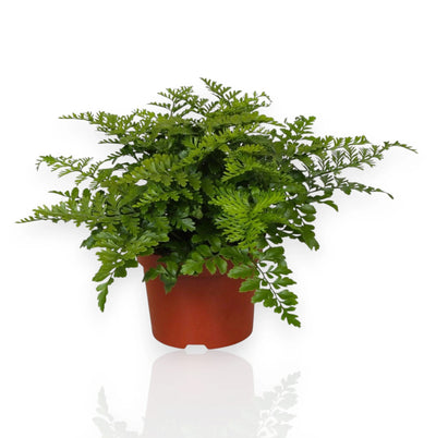 Asplenium parvati
