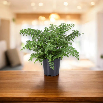 Asplenium parvati
