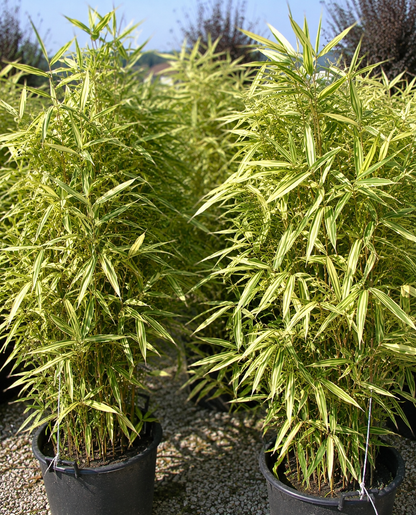 Bambù Variegato Shiroshima con le foglie molto larghe e fogliame spettacolare.