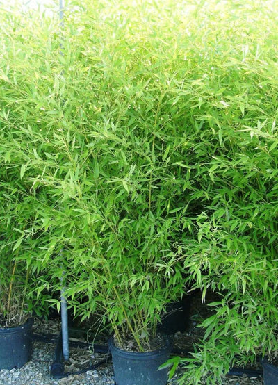 Dettaglio foglie lanceolate verdi di Bambù Bissetti Phyllostachys bissetii