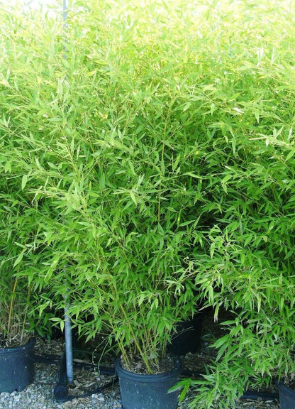 Dettaglio foglie lanceolate verdi di Bambù Bissetti Phyllostachys bissetii