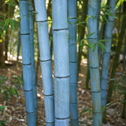 Bambù dal fascino unico con canne blu-verdastre.