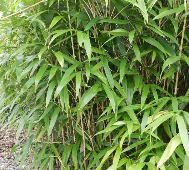 Dettaglio foglie larghe oblunghe verde scuro di Pseudosasa japonica 