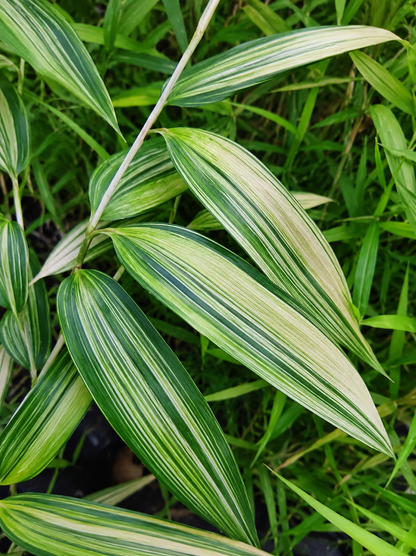 Dettaglio di foglie variegate del bambù Pseudosasa japonica ‘Variegata’ verde e crema.