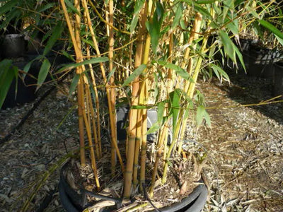 Bambù giallo Phyllostachys aureosulcata Aureocaulis con fusti dorati 