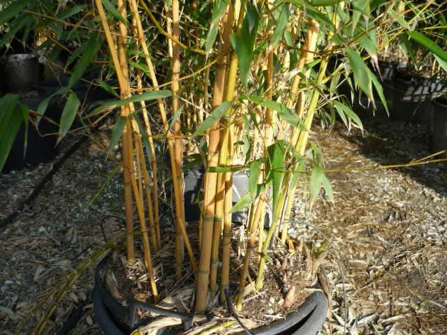 Bambù giallo Phyllostachys aureosulcata Aureocaulis con fusti dorati 