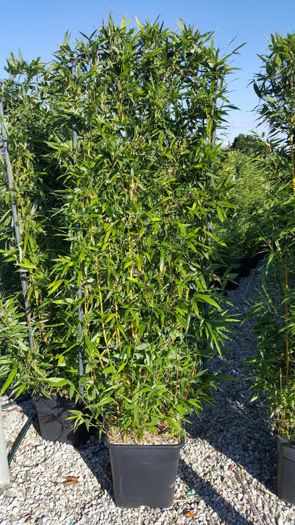 Bambù Phyllostachys Spectabilis in vaso