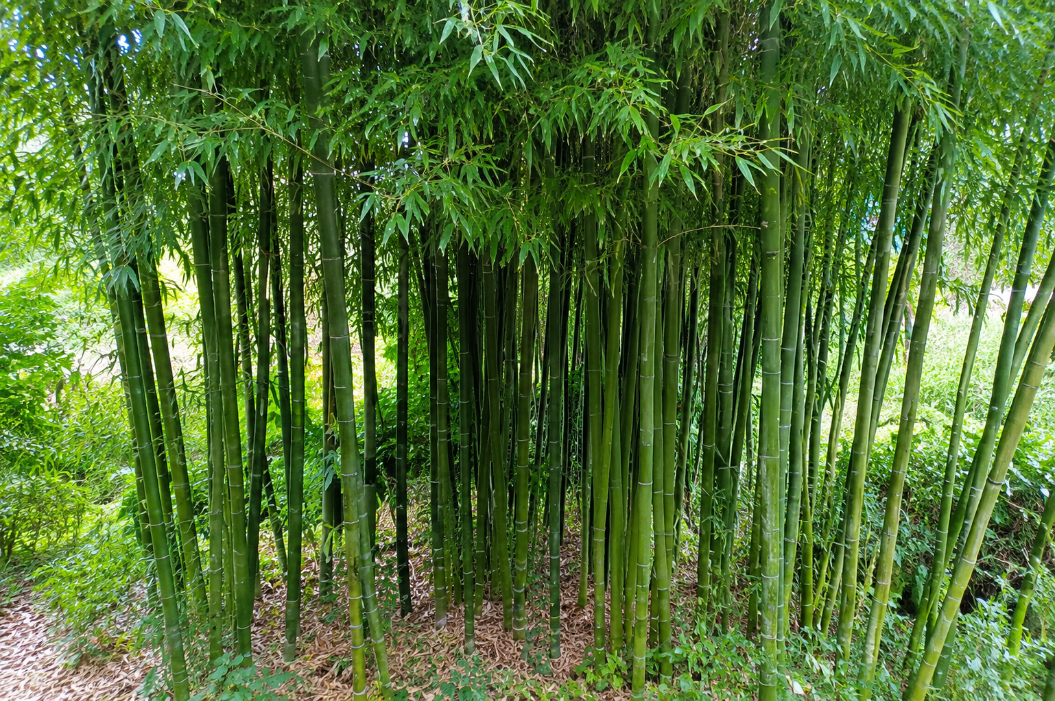 Dettaglio di culmi verdi del bambù gigante Phyllostachys bambusoides in boschetto naturale.