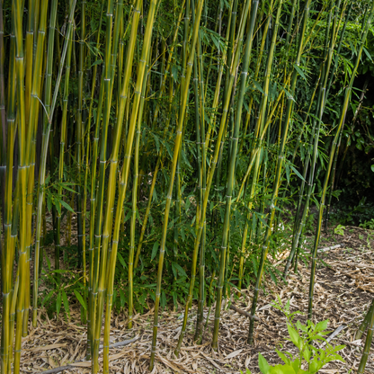 Culmi giallo-verdi del bambù gigante variegato Phyllostachys vivax ‘Huangwenzhu’ in giardino.
