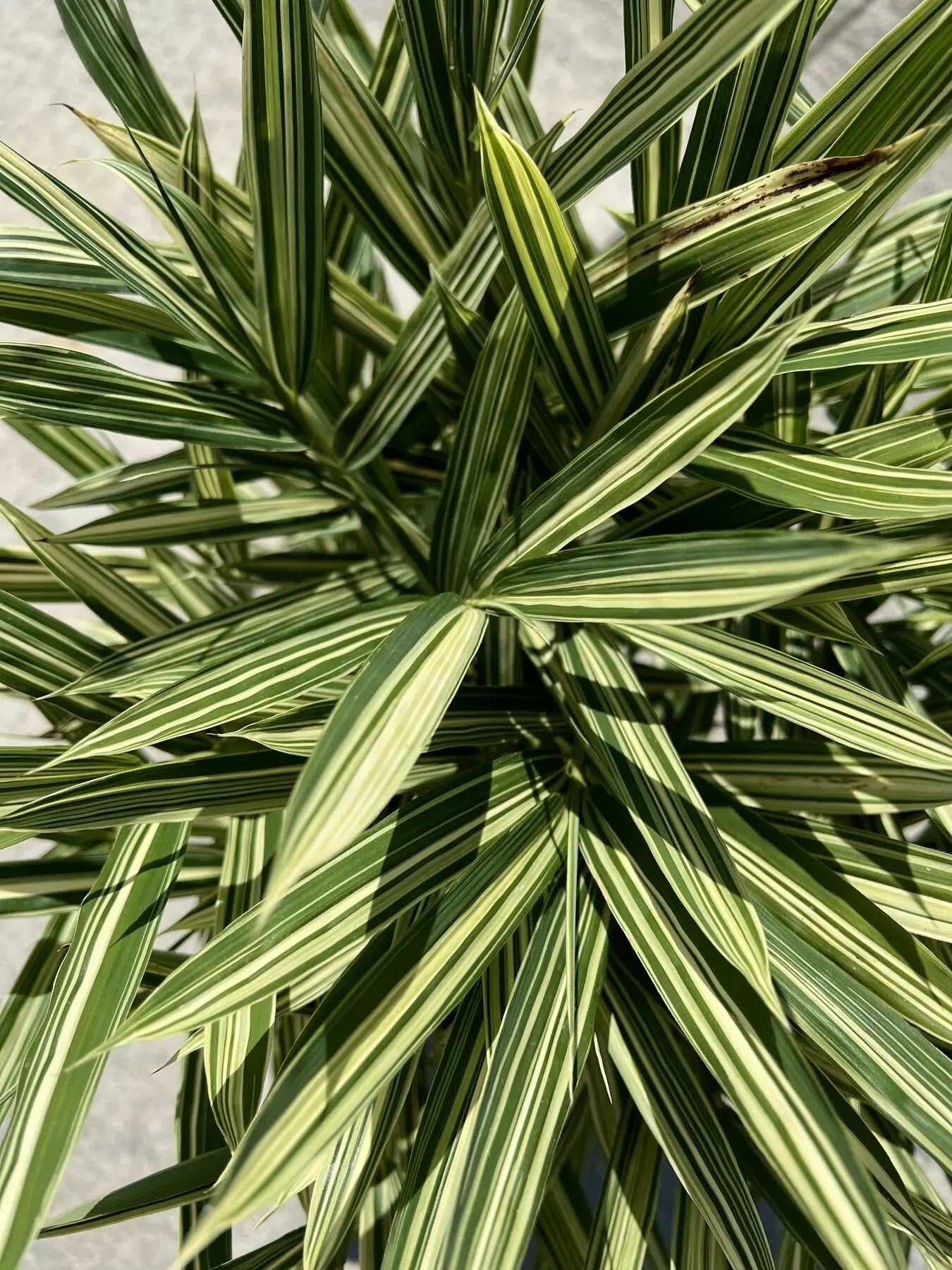Dettaglio foglie variegate verde-crema di Pleioblastus fortunei variegata