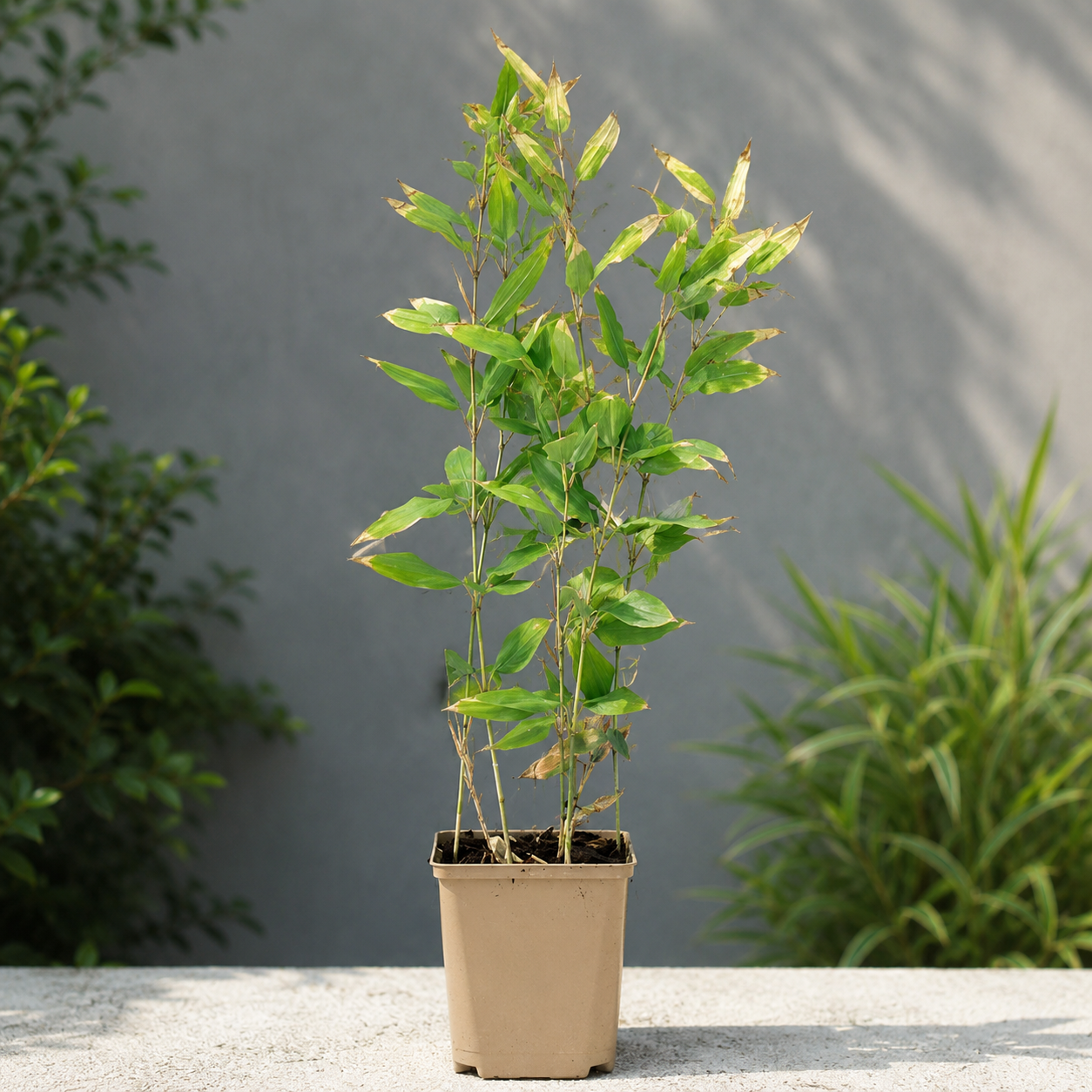 Bambù nano Shibataea kumasaca ‘Tsudoi’ in vaso con foglie verdi e sfondo da giardino.