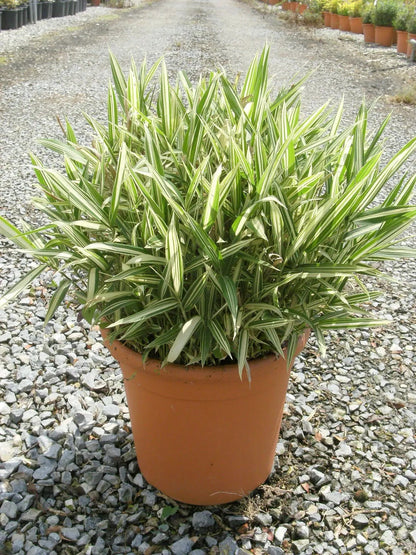 Bambù nano Pleioblastus fortunei con fogliame variegato verde e crema
