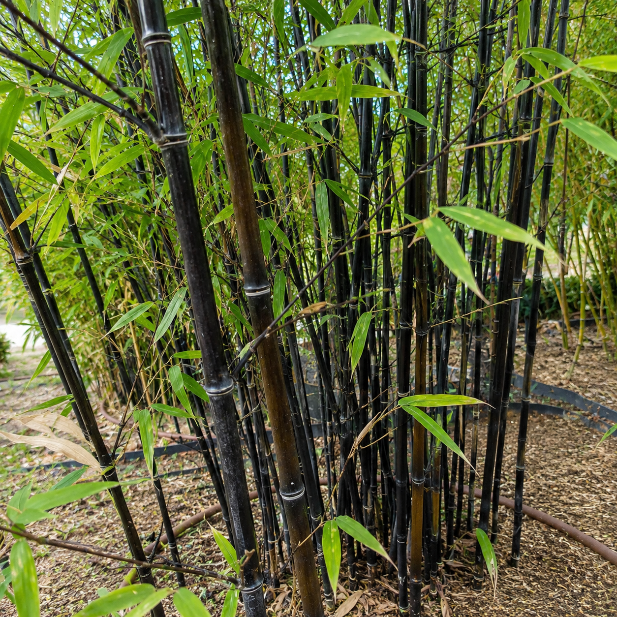 Bambù nero Phyllostachys nigra con culmi scuri e foglie verdi in giardino.