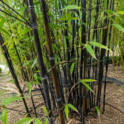 Bambù nero Phyllostachys nigra con culmi scuri e foglie verdi in giardino.