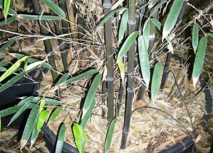 Bambù nero Phyllostachys nigra con culmi nero ebano e fogliame verde