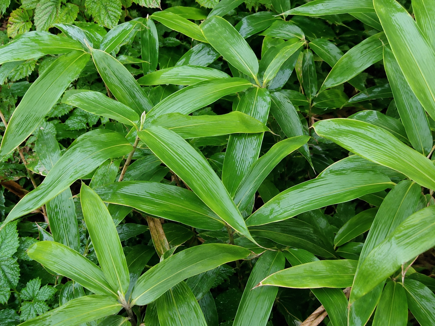 Bambù nano Sasa veitchii con foglie verdi lucide.