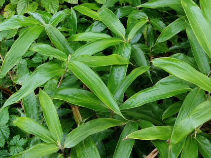 Bambù nano Sasa veitchii con foglie verdi lucide.