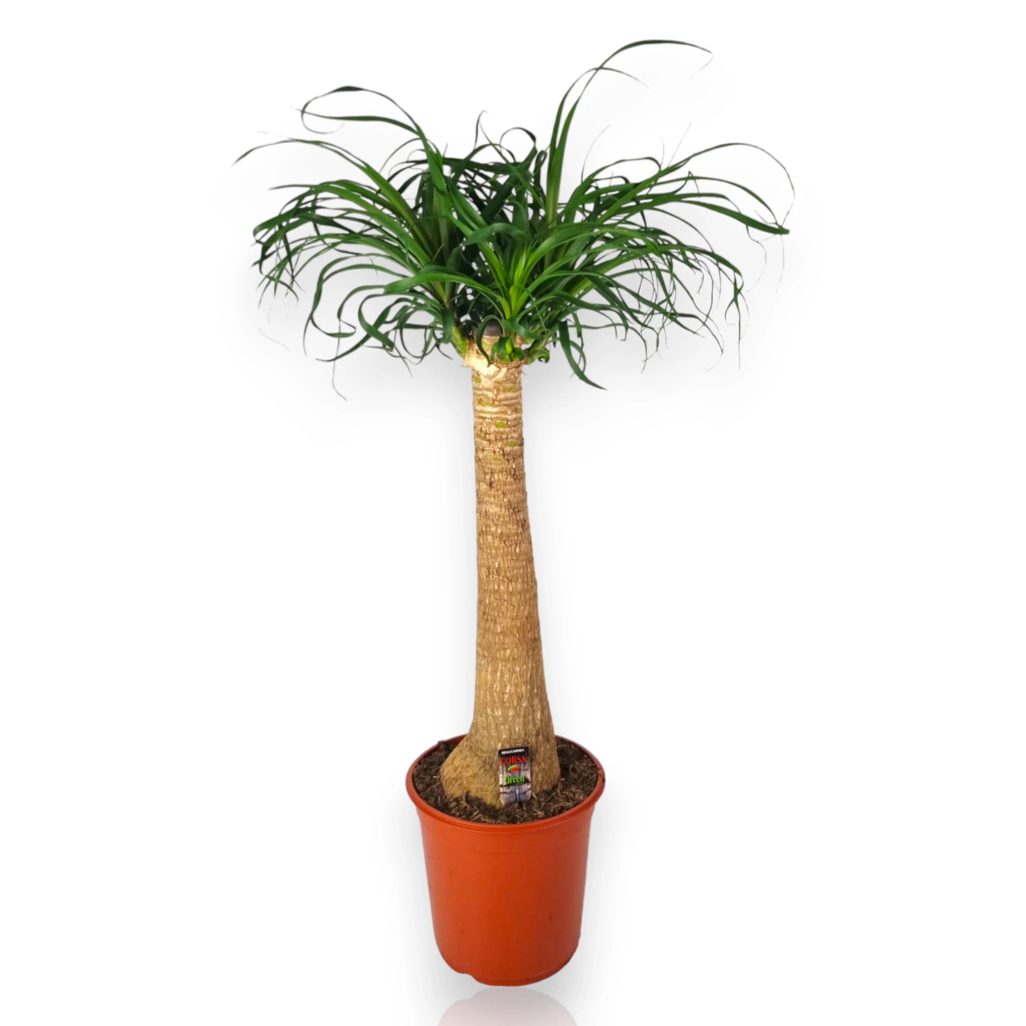 Beaucarnea recurvata con foglie arcuate