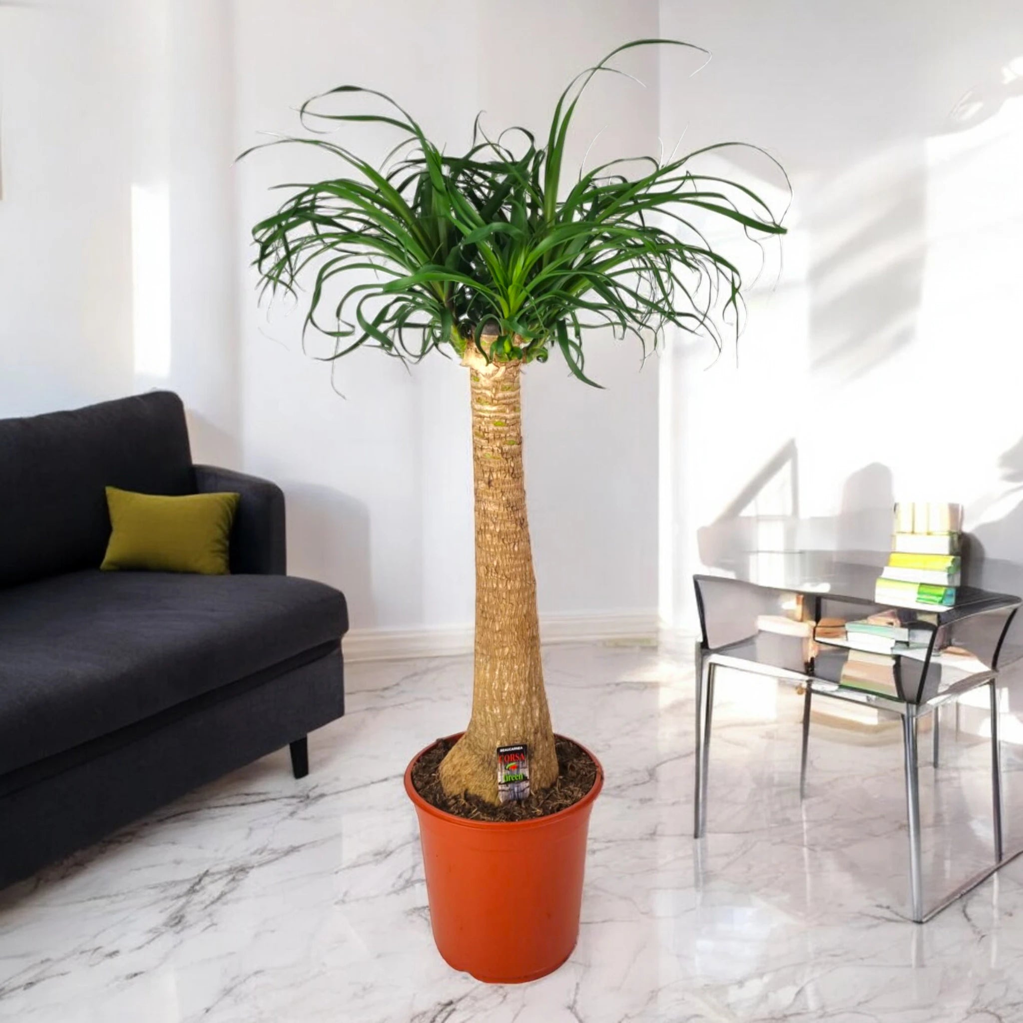 Pianta Mangiafumo ornamentale