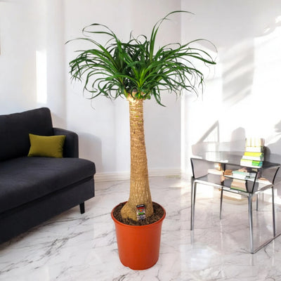 Pianta Mangiafumo ornamentale