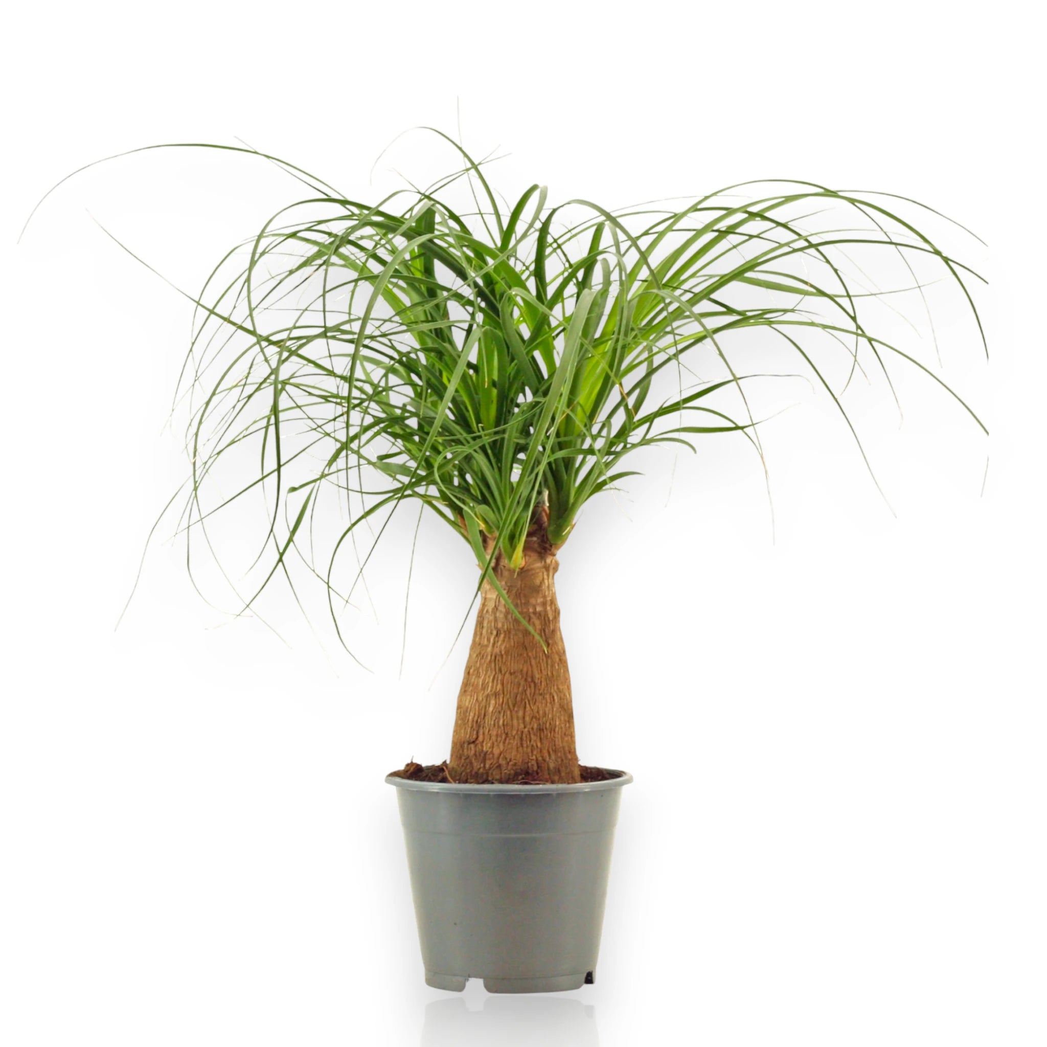 Beaucarnea recurvata con tronco rigonfio