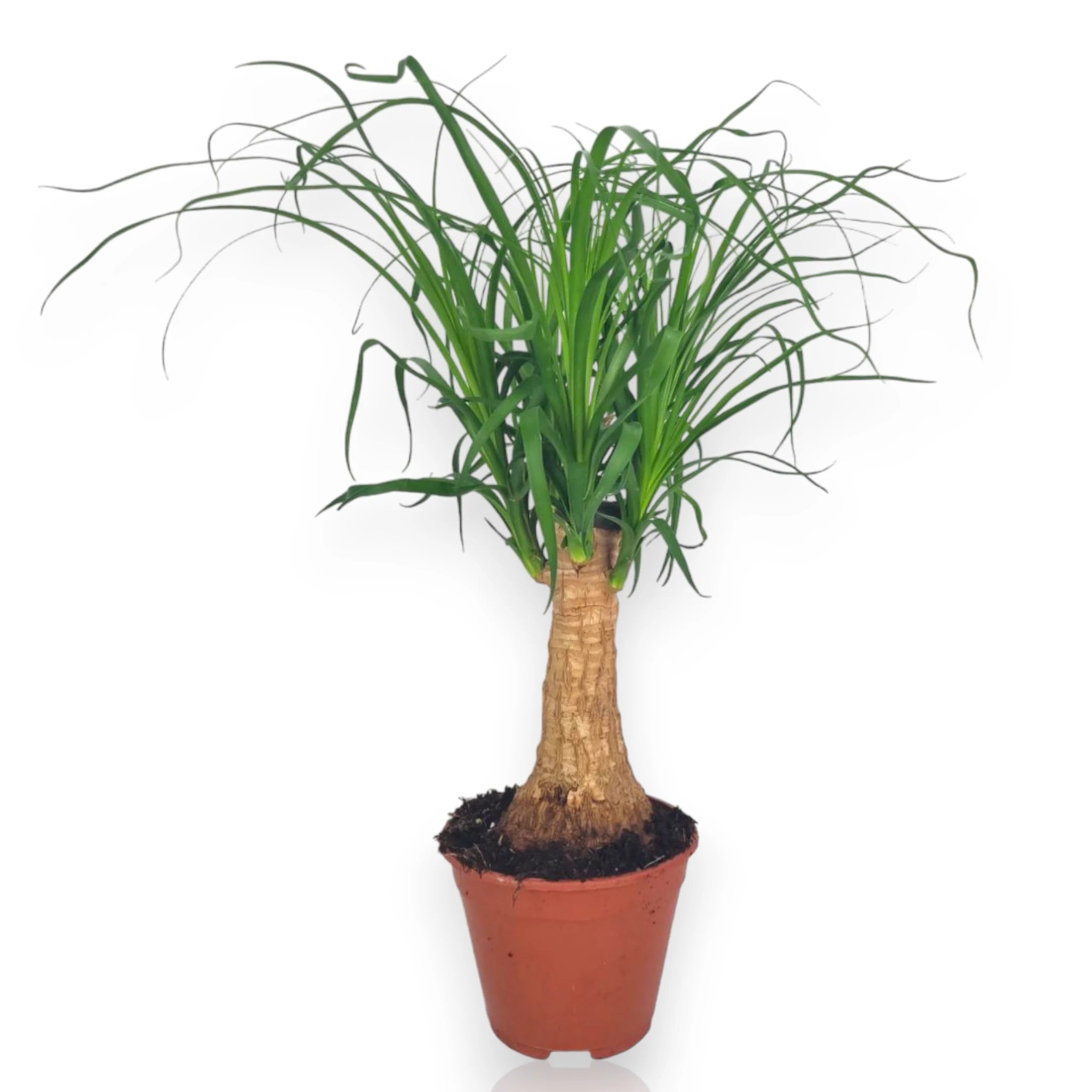 Beaucarnea in vaso terracotta