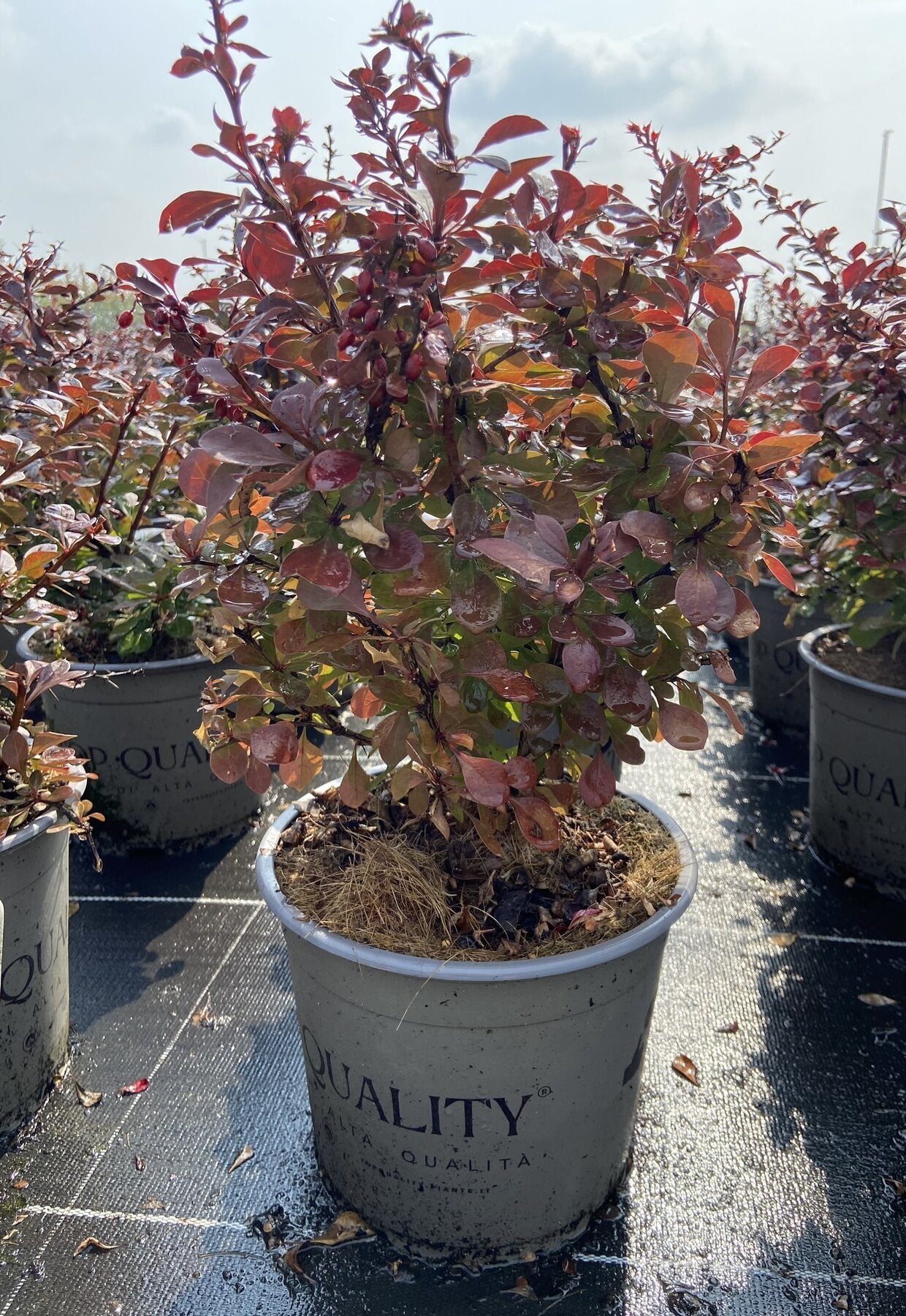 Berberis thunbergii 'Atropurpurea' in vaso in vivaio