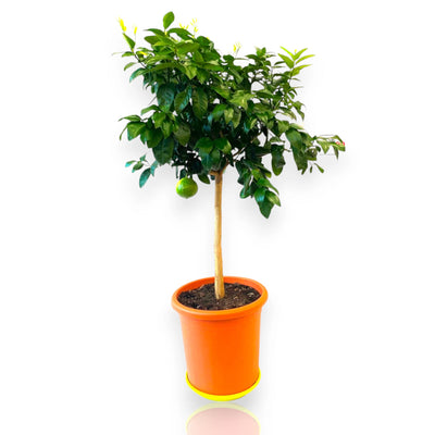 Albero di bergamotto ornamentale dalla chioma compatta con frutti gialli