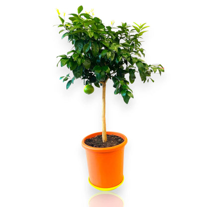 Albero di bergamotto ornamentale dalla chioma compatta con frutti gialli