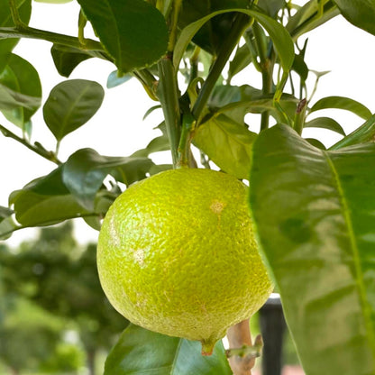 Bergamotti maturi di colore giallo intenso pronti per la raccolta