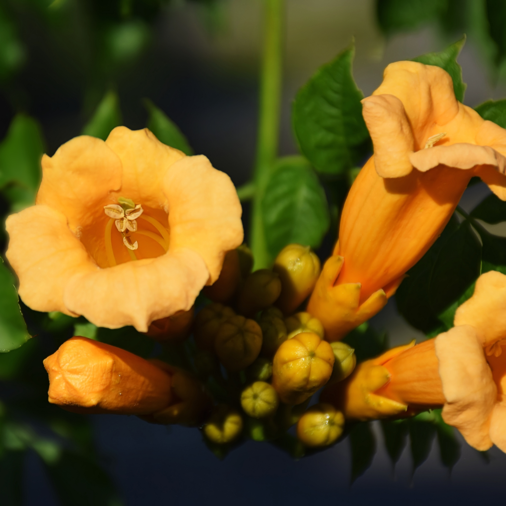 Fiori dorati di bignonia rampicante