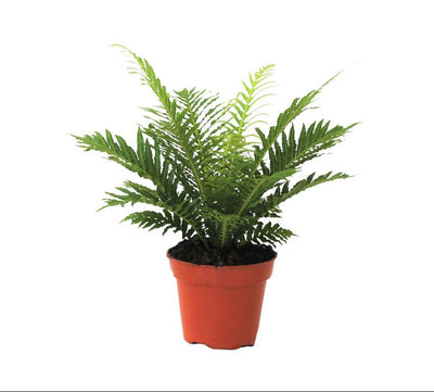 Felce Blechnum Silver Lady